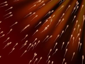 2_spermtozoid